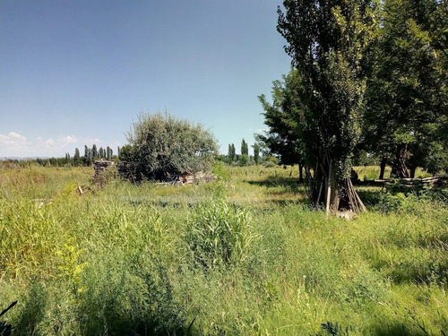 Imagen 2 de 25 de Venta De Finca 14 Ha En Producción - San Rafael Mendoza