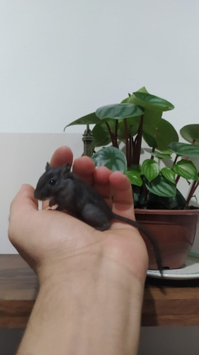 Esquilos Da Mongólia (gerbil) Black Com Patinhas Brancas.