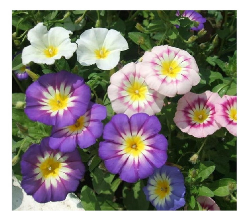 Bella De Dia - Convolvulus Tricolor -semillas-