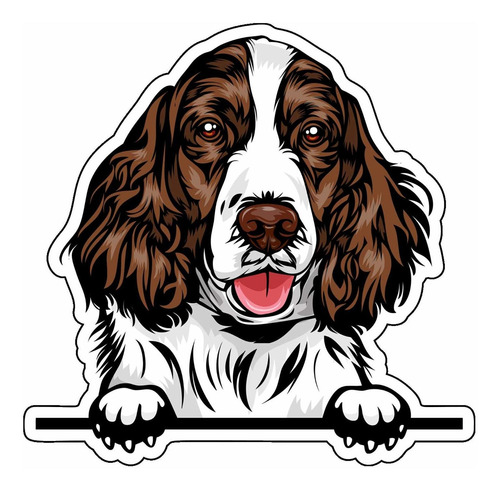 Adhesivo Vinilo Diseño Springer Spaniel Para Parachoque Raza