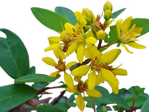 Trialis Resedá Amarelo Galphimia Brasiliensis Flor Sementes