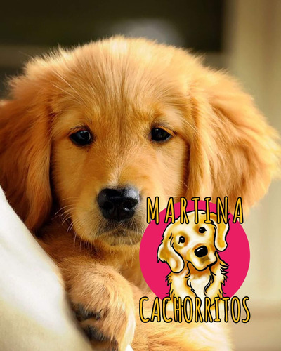 Cachorros Golden Envio Gratis A Caba Y Gba