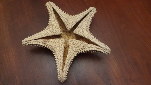 Imagen 6 de 7 de Estrella De Mar Natural Grande 32 Cm De Mexico