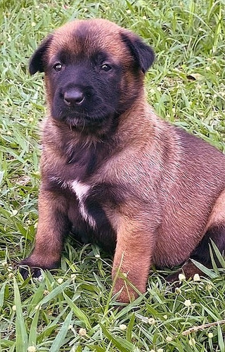 Imagem 9 de 9 de Pastor Belga Malinois
