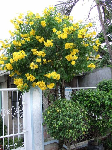 Ipê De Jardim Tecoma Stans 50 Sementes Flor Para Mudas
