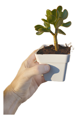 10 Árboles De Jade. Hermosos