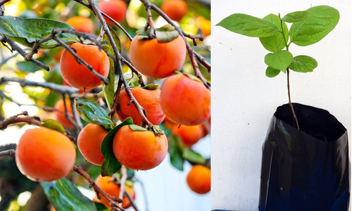 Plantas De Caqui Japones Persimon Vivero En Quito Y Envios