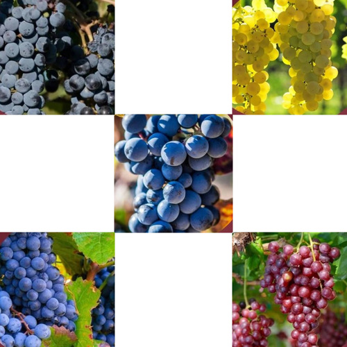 Uva Parra Grande Moscatel Rosa Blanca Francesa Isabel Negra Verde