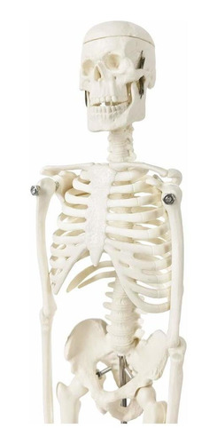 Mini Modelo De Esqueleto Humano Para Anatomía, Modelo De Esq