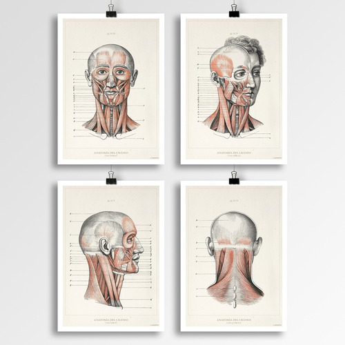 Anatomía Humana 35-36-37-38 Póster Lámina Antiguo Decoración