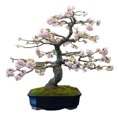 Bonsai Sakura Anã Com 5 Anos Com Flores Envio 24hrs C/manual
