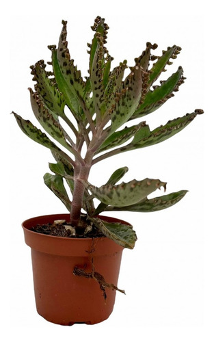 Kalanchoe Aranto