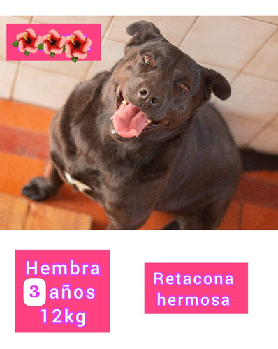Mamushka, La Retacona Gordi Y Petisa Mas Hermosa, 5 Añitos