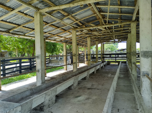 Venta De Rancho En Zona Ganadera De Yucatán, Con Cenotes, 453 Has