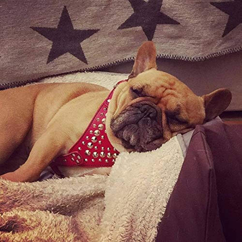 Arnes De Cuero Con Tachuelas Bestia. Tamaño De Bulldog Fra