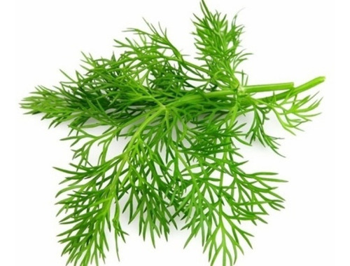 Semillas Agroecologicas De Eneldo Indio - 100% Naturales