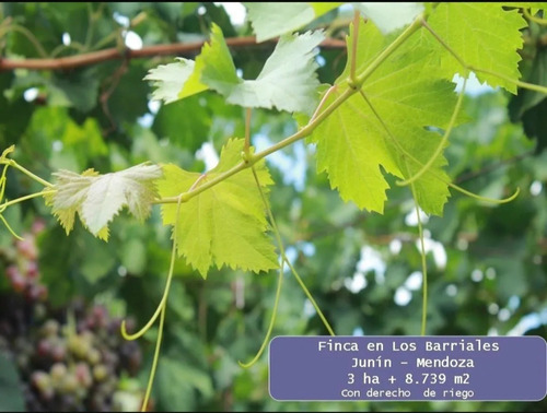 Finca, Rodriguez Peña Junin Mendoza
