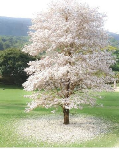 1 Arbolito Patancan Blanco O Ipe Del Amazonas Arbol Ornato