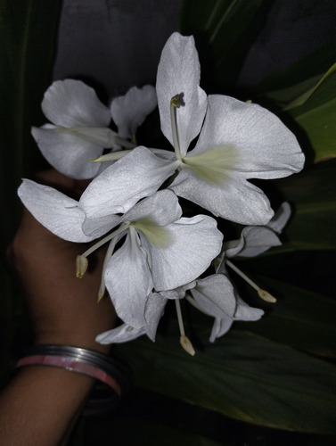 Caña De Ámbar, Flor Mariposa. Hedychium Coronarium