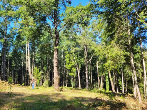 Venta Terreno Reserva Nativa Pedregoso