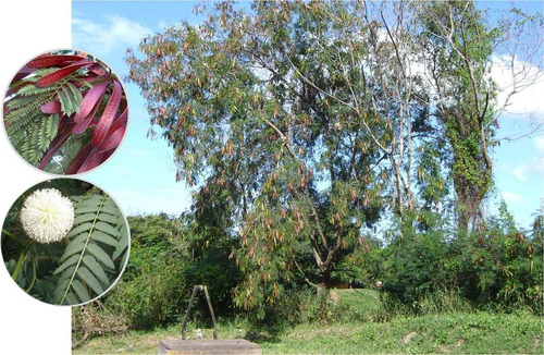 1000 Semillas Leucaena [acacia Forrajera] +libro Pdf Cultivo