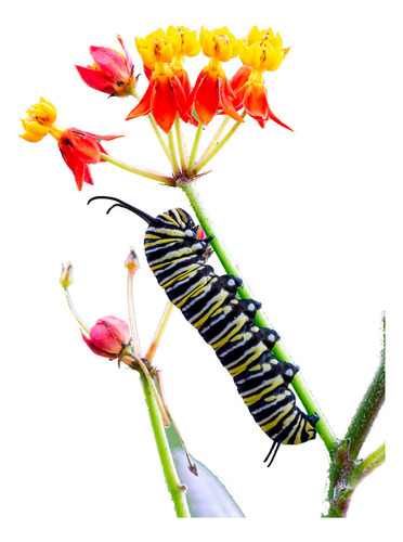 Alimento Para Mariposas - Asclepia Curassavica