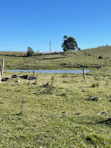 Campo De 11 Hectáreas Dividido En 5 Potreros Excelente Para Ganaderia En Rocha