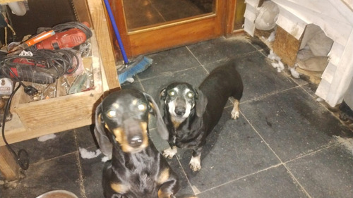 Regalo Perritos Salchicha