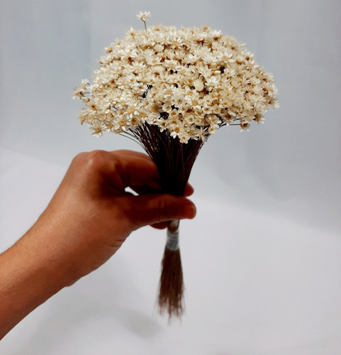 Flor Seca Sempre Viva Para Decoração Convites De Casamento | Parcelamento  sem juros
