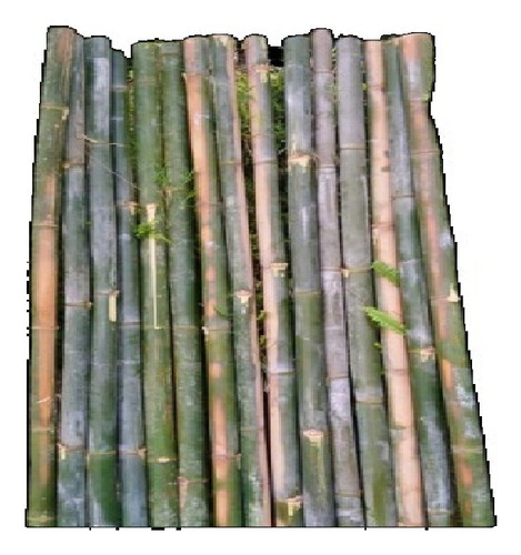 10 Postes De Bambú Amarillo Con Rayas Verdes De Máximo 2 Mts