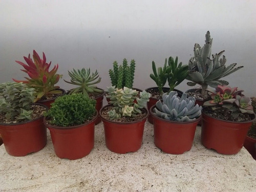Imagen 2 de 2 de Suculentas De Coleccion (paquete De 10 Plantas)