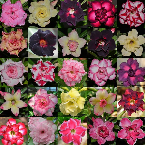 20 Sementes Selecionadas Rosas Do Deserto Adenium Premium.