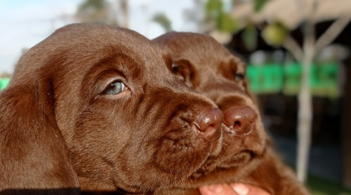 Hermosos Cachorros De Labrador Retriever 