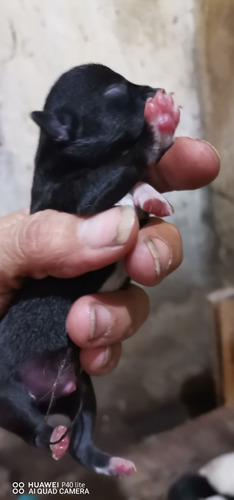 Chihuahua Cabeza De Manzana Macho Se Entregan A Los 45 Dias.