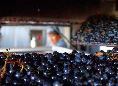 Vino Finca Los Dragones Partida Unica Malbec Barreal San Jua
