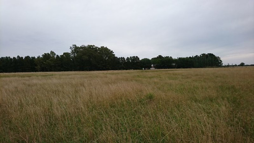 Imagen 7 de 11 de Venta Campo Ganadero Magdalena-pcia De Buenos Aires