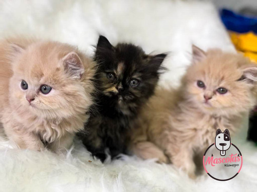 Imagen 5 de 5 de Espectaculares Gatos Persa Disponibles Mascotas Rionegro