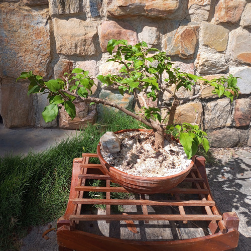 Bonsai Natural Floral Buganvilla Trinitaria
