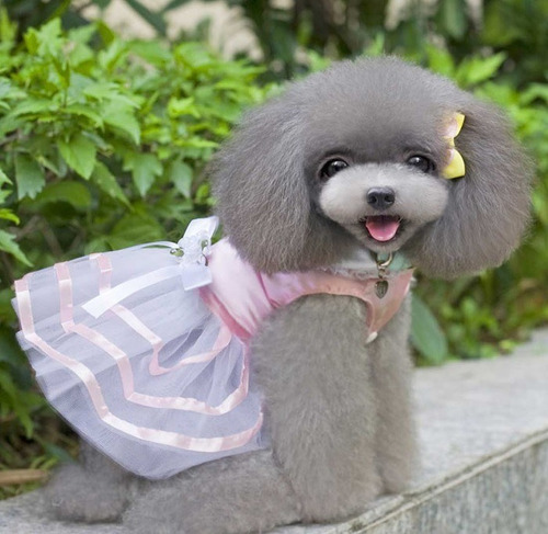 Imagen 3 de 5 de Vestido Fiesta Mascota Talla L, Traje Fiesta Mascota Talla L