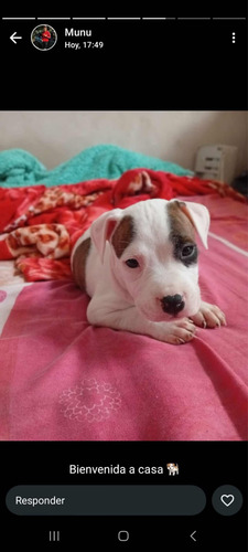 Vendo Perrita American Bully
