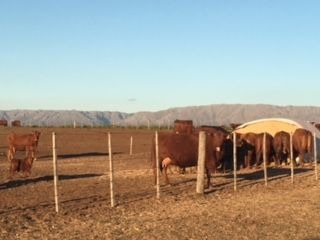 Imagen 1 de 9 de Terreno Campo En Venta Ubicado En Papagayos, Chacabuco