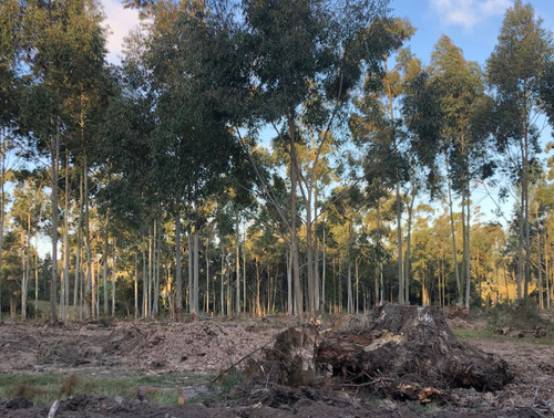 Oportunidad Terreno En Chacras Del Pinar La Colina 1000 Mts.