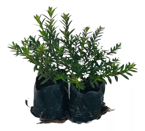2 Mudas Erika Branca-erica Cuphea Hyssopifolia - No Saquinho