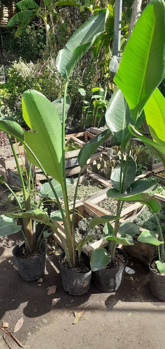 Imagen 6 de 9 de Strelitzia Nicolai (ave Del Paraíso Gigante) 15lts