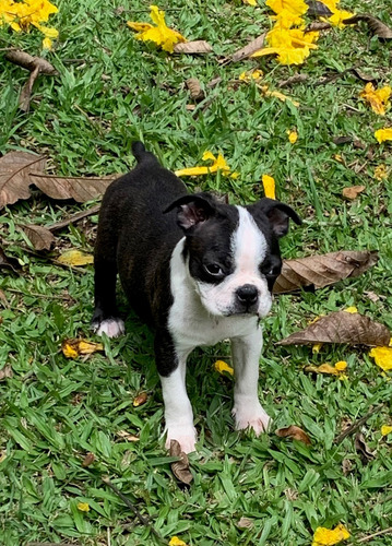 Boston Terrier Cachorros