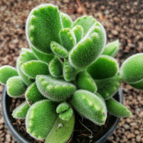 Paquete 3 Suculentas Cotyledon Tomentosa Garra De Oso