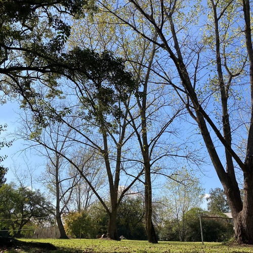 Imagen 3 de 15 de Lote En Arana En Venta De 2560 Mtrs .calle 636 Y 16 Con Hermosa Forestación