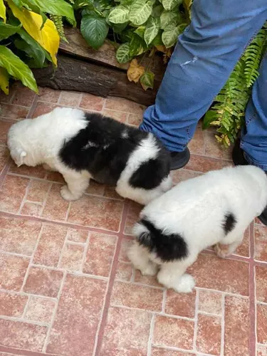 Venta de cachorros y perros de raza Viejo Pastor Ingles en Chiapas