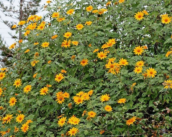 Árbol Maravilla Tithonia Diversifolia (120 Varetas) | Envío gratis