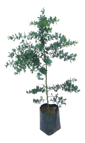 Acacia Gris (chica)